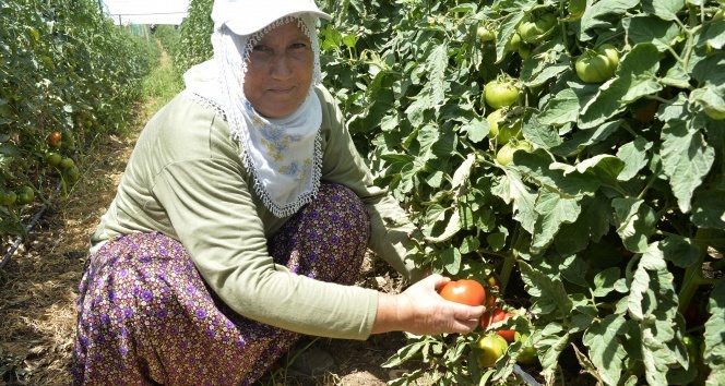 Büyükşehir Belediyesi’nin Çamlıyayla’da dağıttığı domates fideleri ilk ürünü verdi