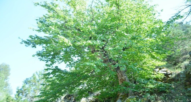 Uşak’taki Bulkaz Dağları asırlık fındık ağaçlarına ev sahipliği yapıyor