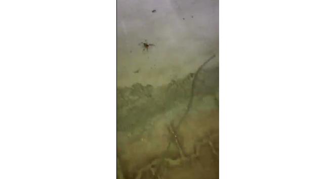 Milas’ta ‘Sarıkız böceği’ paniği