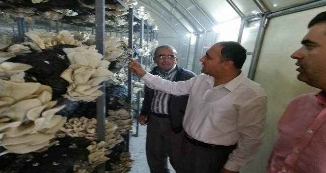 Başkan Özaltun, istiridye mantarı üretim tesisini gezdi