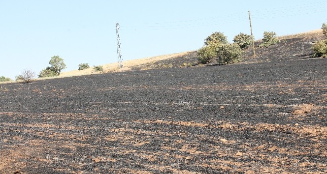 Elazığ’da ot yangını, ağaçlara zarar verdi