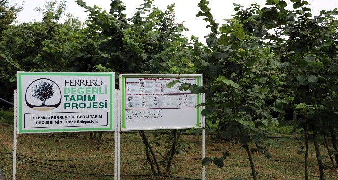Ferrero Fındık yetkilileri üretici ile bir araya gelerek bahçe günleri yapıyor