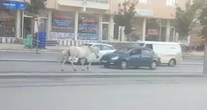 Tramvay yolunda sahipsiz at