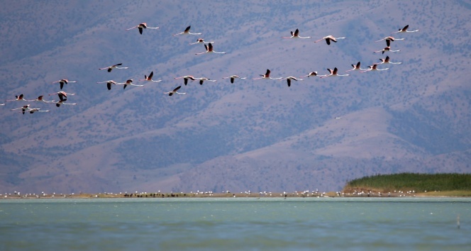 Van Gölü&#039;nde flamingoların dansı