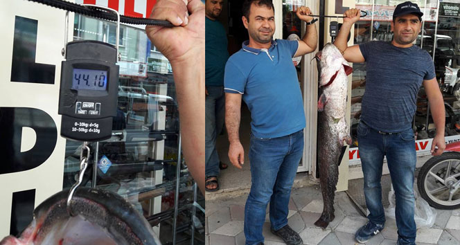 44 kiloluk yayın balığı yakaladılar