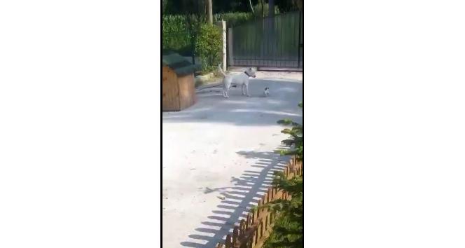 Küçük köpeğin büyük köpeğe oyunu kamera tarafından kaydedildi