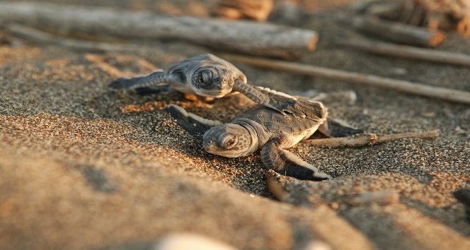 Başkan Tarhan, halkı yavru deniz kaplumbağalara karşı uyardı