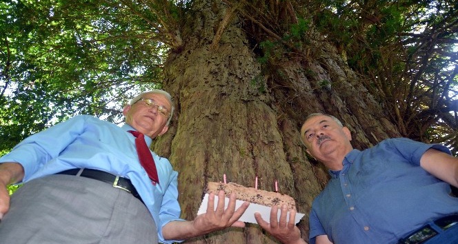 Dünyanın en yaşlı 5 ağacından birine pastalı kutlama
