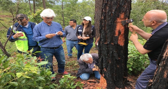 TİKA’dan orman zararlılarına karşı mücadelede Orta Amerika ülkeleri ile tecrübe paylaşımı