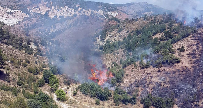Ankara&#039;da orman yangını !