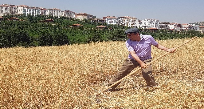 Başkent’in orta yerindeki köyde hasat heyecanı