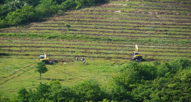 Karabük ve Zonguldak’ta bozuk orman alanları ekonomiye kazandırılıyor