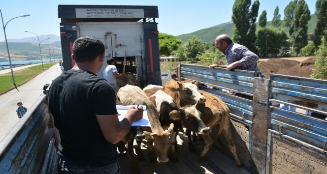 Tatvan’da 22 genç çiftçiye 132 büyükbaş hayvan dağıtıldı