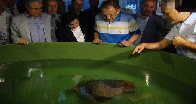Bakan Özhaseki yavru carettaları denizle buluşturdu