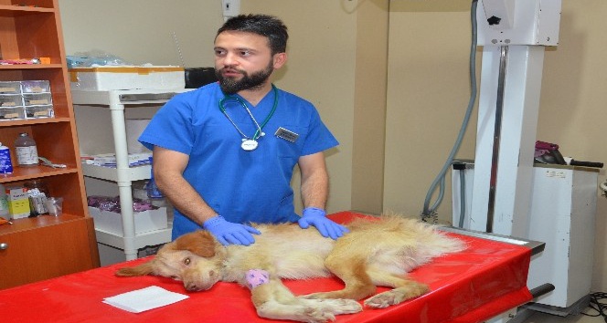 (Özel Haber) Hayvanseverin sahiplendiği felçli köpek tedavi altına alındı