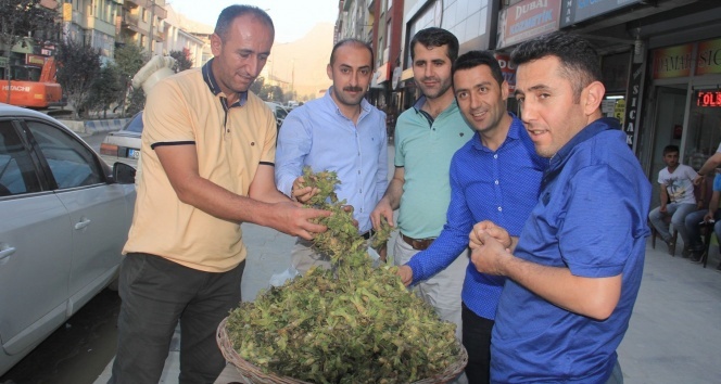 Hakkari’de ‘yeşil fındık’ satışı