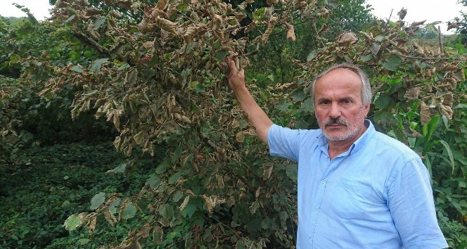 Aşırı sıcak fındığı haşladı