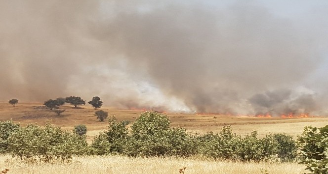 Dargeçit’te arazi yangını