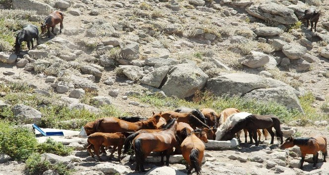Karaman’daki yılkı atlarının sayısı kontrollü olarak azaltılacak