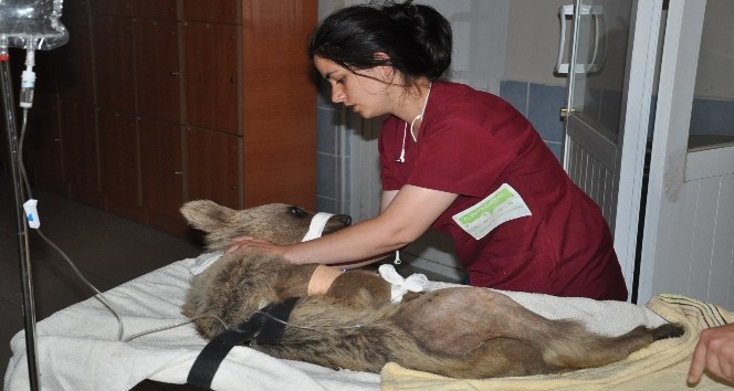 Ayağında kırık bulunan yavru ayı Kars’ta ameliyata alındı