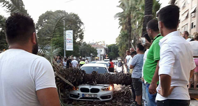 Sosyal medyadan &#039;devrilecek&#039; diye uyardığı ağaç aracın üstüne düştü