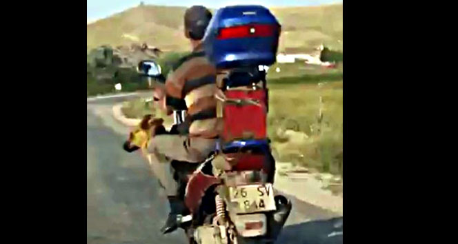 Motosiklette köpek ile tehlikeli yolculuk