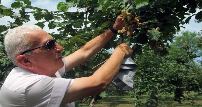 Fındık üreticisine hasat uyarısı