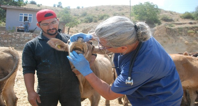 Diş kurbanlıklara veteriner kontrolü