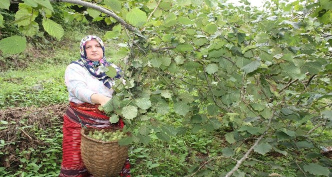 Giresun’da sahil kesiminde fındık hasadı başladı