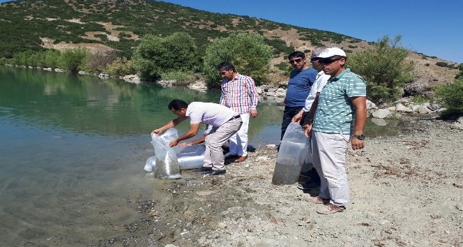 Tunceli’de gölete 30 bin yavru sazan bırakıldı