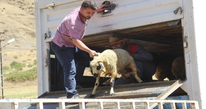 Sason’da 9 çiftçiye 333 adet koyun dağıtıldı
