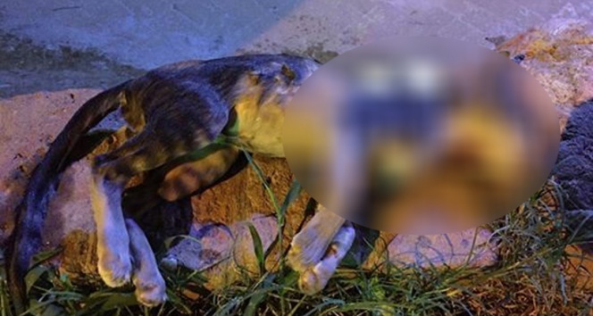 Antalya&#039;da kan donduran olay: Kediyi önce suda boğdular, sonra bıçakladılar