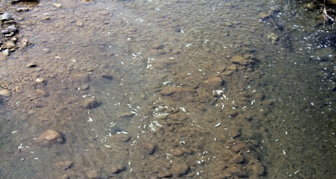 Giresun’da Batlama Deresi’nde yaşanan toplu balık ölümleri