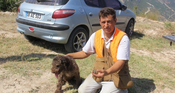 Özel Köpek Arthur’un 200 Euro’luk Mantar Avı