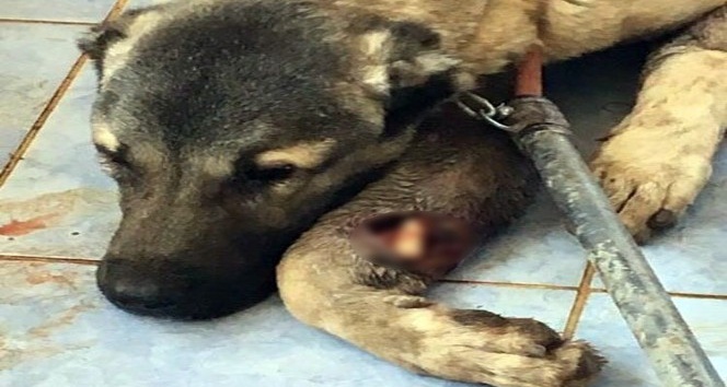 Mardin’de yaralanan köpekler İstanbul’da tedavi edilecek