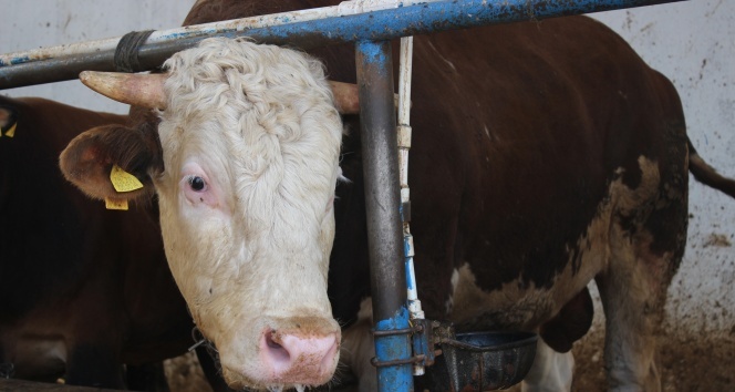 Bu atık iyi kullanılırsa ete dönüşüyor