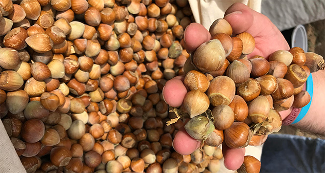 Kaymaz: “Fındıkta ağırlığımız azalıyor”