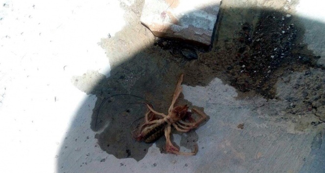 Et yiyen örümcek Kayseri&#039;de görüldü