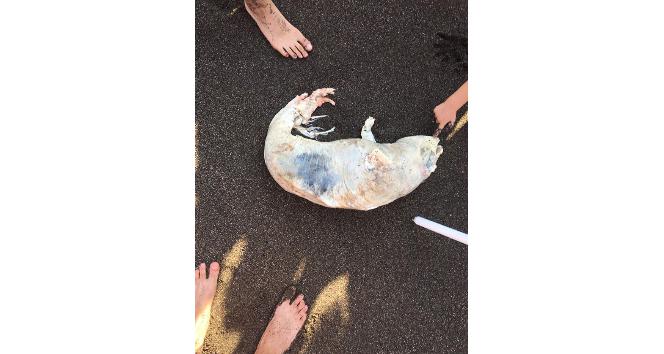 Sahilde ölü yunus balığı bulundu