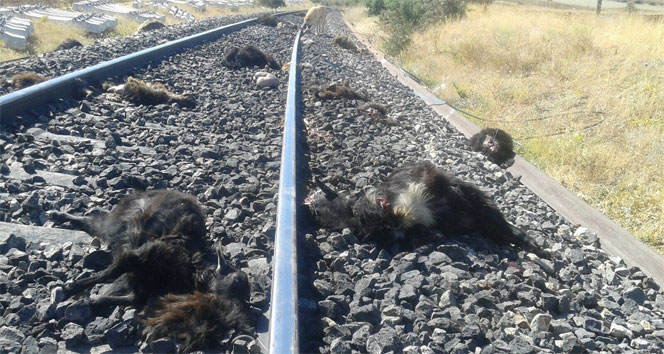 Elazığ’da trenin çarptığı 90 keçi telef oldu