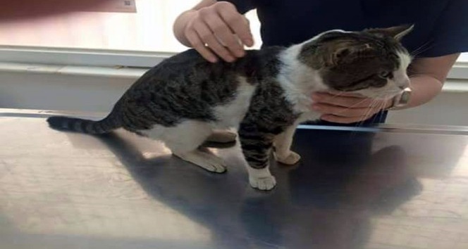Antalya’da sokak kedisini tüfekle vurup yaraladılar
