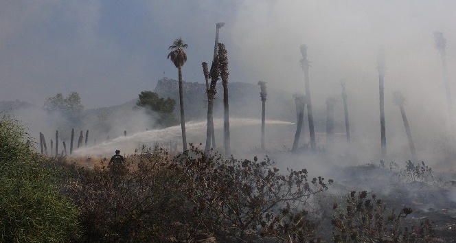 Kemer’da çöp yangını palmiye ağaçlarını kül etti