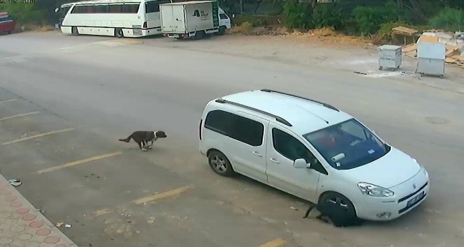 Antalya’da köpeğin ölümüne sebep olan araç sürücüsünün ehliyetine el konuldu