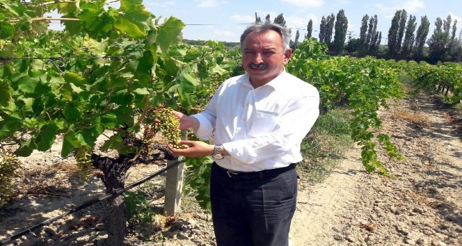 CHP’li Nurlu’dan kuru üzüm ihracatında teşvik primi isteği