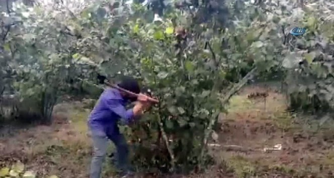 Fındık üreticisinin fiyat tepkisi