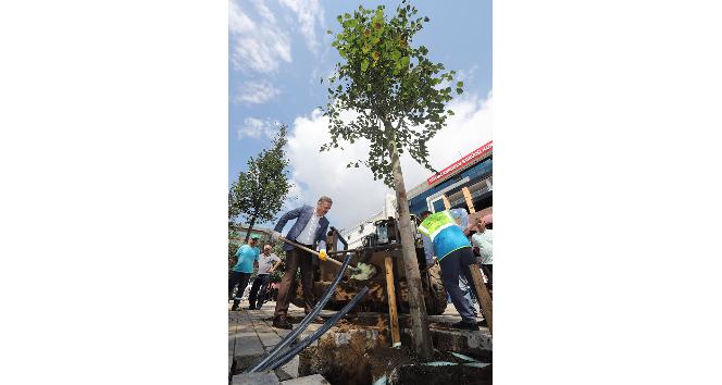 Gaziosmanpaşa’da ağaçlandırma çalışmaları devam ediyor