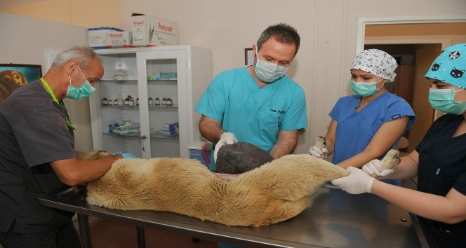 Yüzlerce hayvan Osmangazi’de sağlığına kavuşuyor