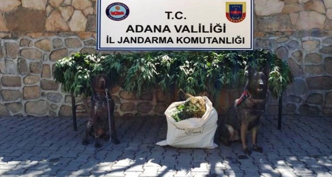 Adana’da çiftlik ve bağ evlerine uyuşturucu operasyonu