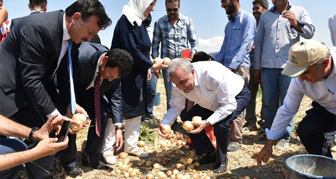 Bakan Fakıbaba tarım işçileriyle birlikte soğan topladı