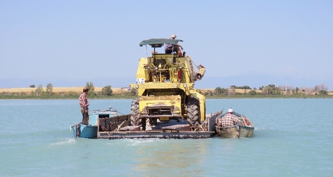 Biçerdöver, Beyşehir Gölü’ndeki adaya yüzdürülerek götürüldü